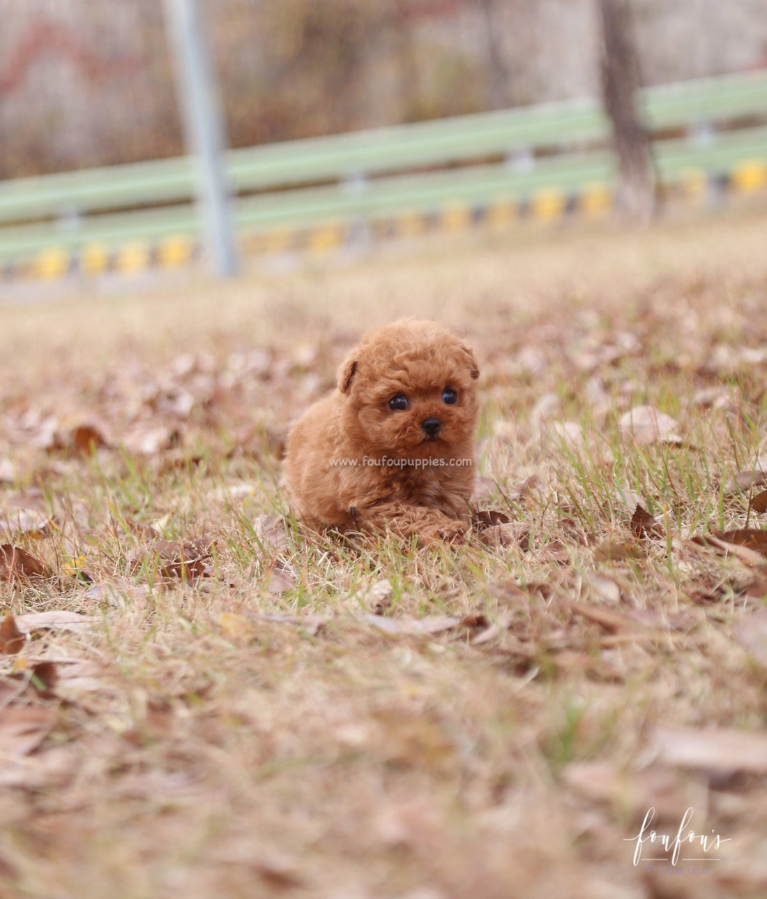 Yeti - Poodle M.