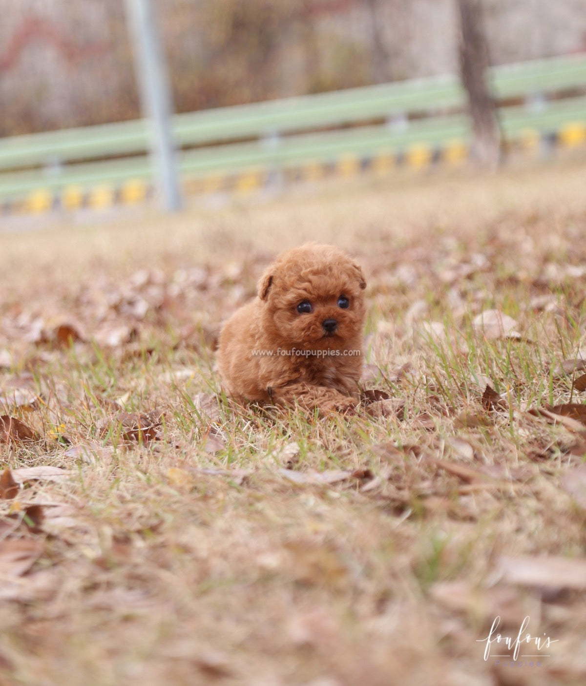 Yeti - Poodle M.