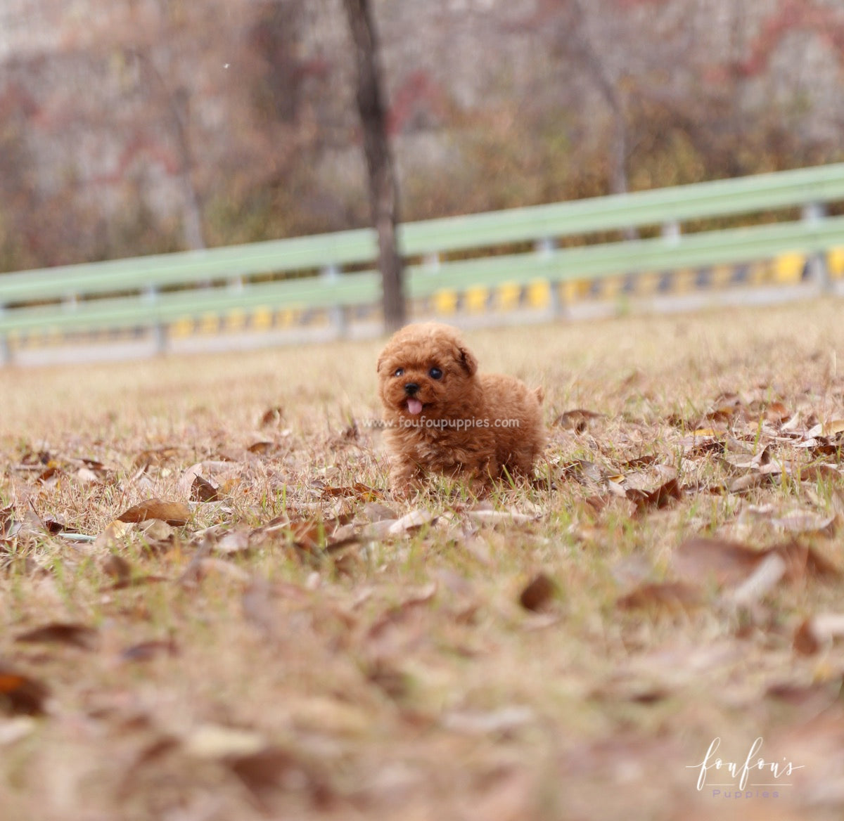 Yeti - Poodle M.