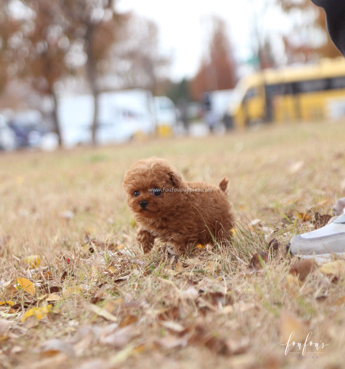 Yeti - Poodle M.