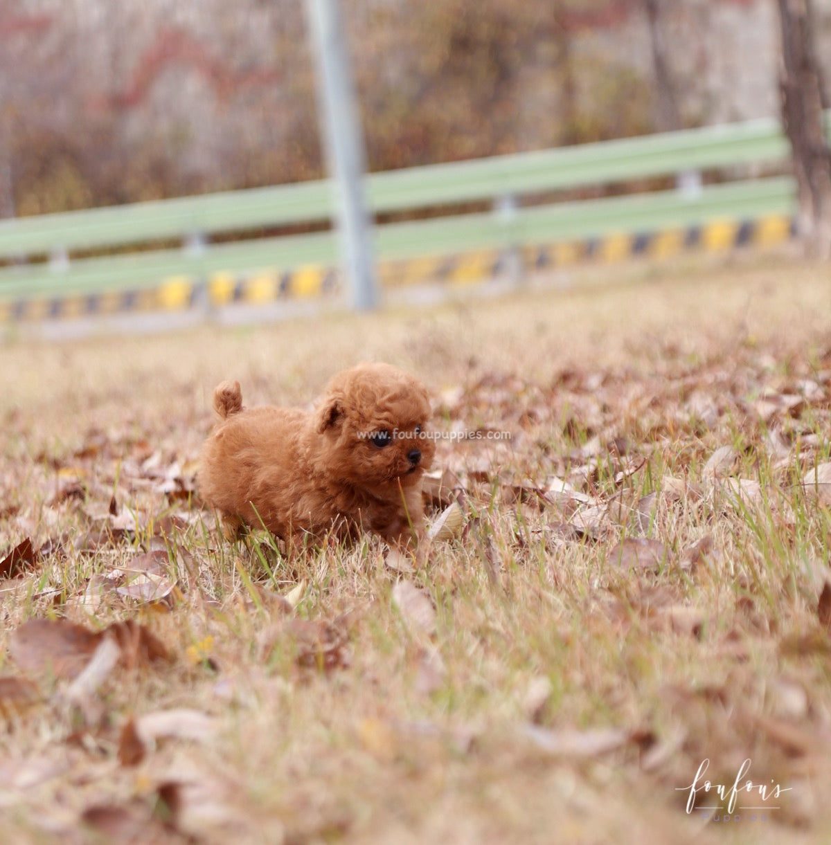 Yeti - Poodle M.