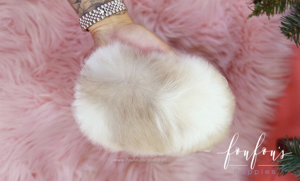 Fuzz - Pomeranian M.