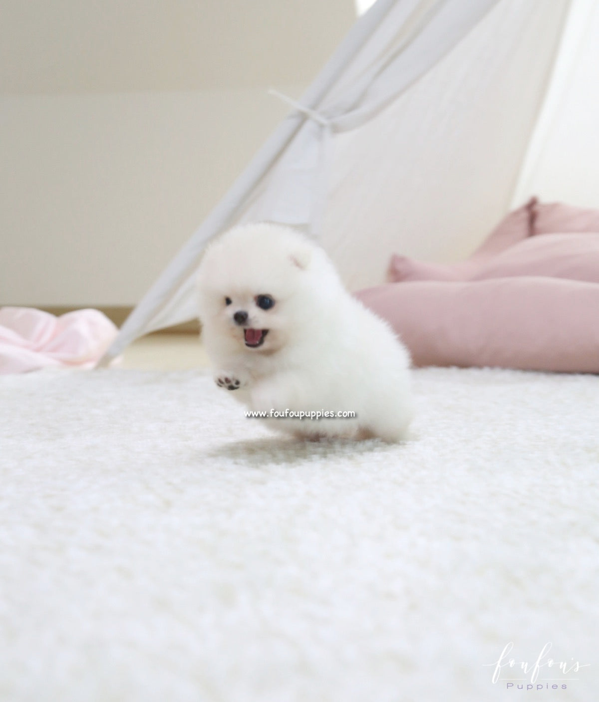 Pasha - Pomeranian M.