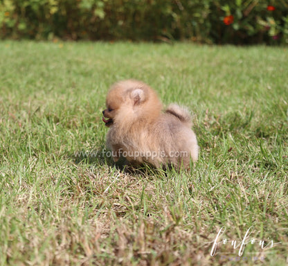 Peanut - Pomeranian M.