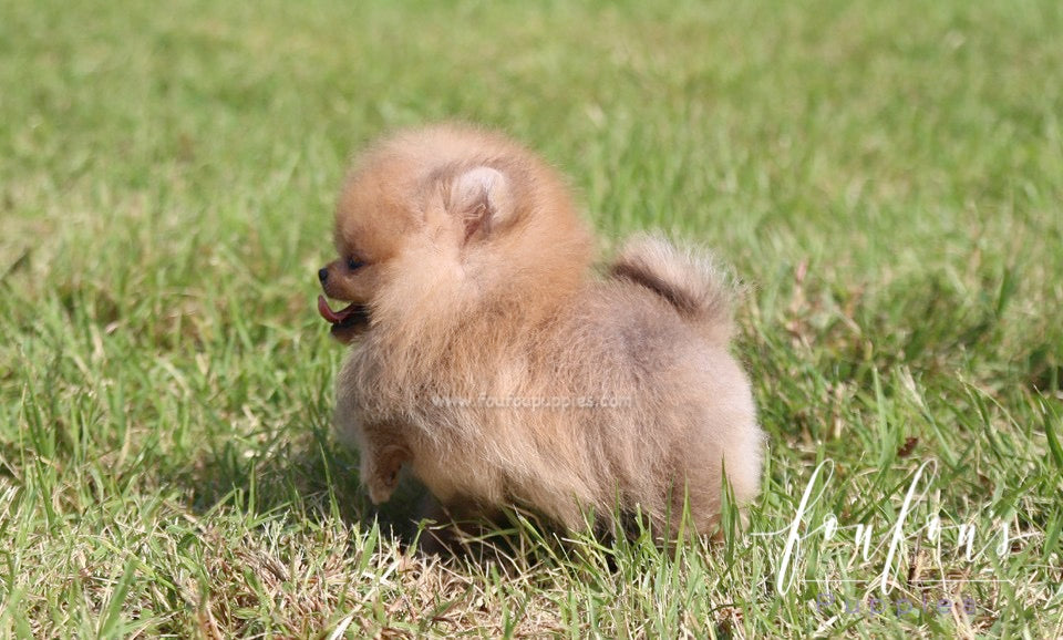 Peanut - Pomeranian M.