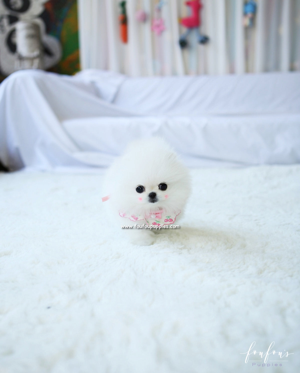 Chadé - Pomeranian F.