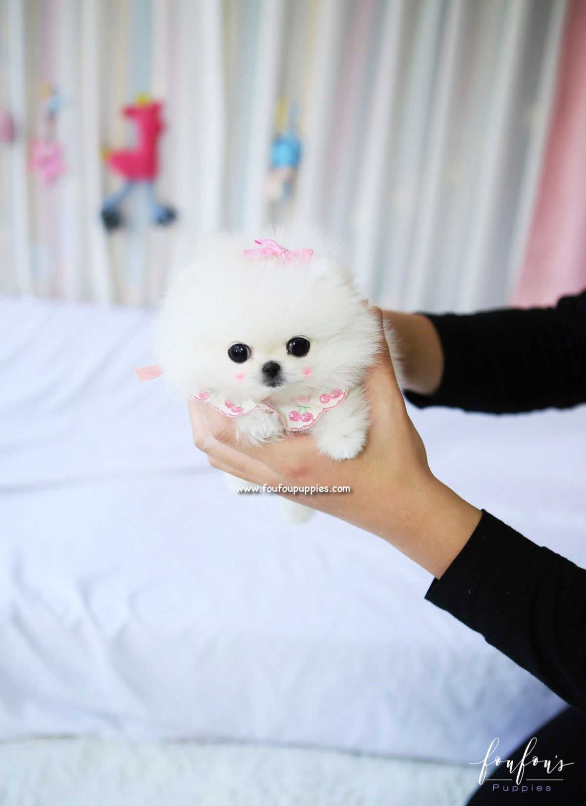 Chadé - Pomeranian F.