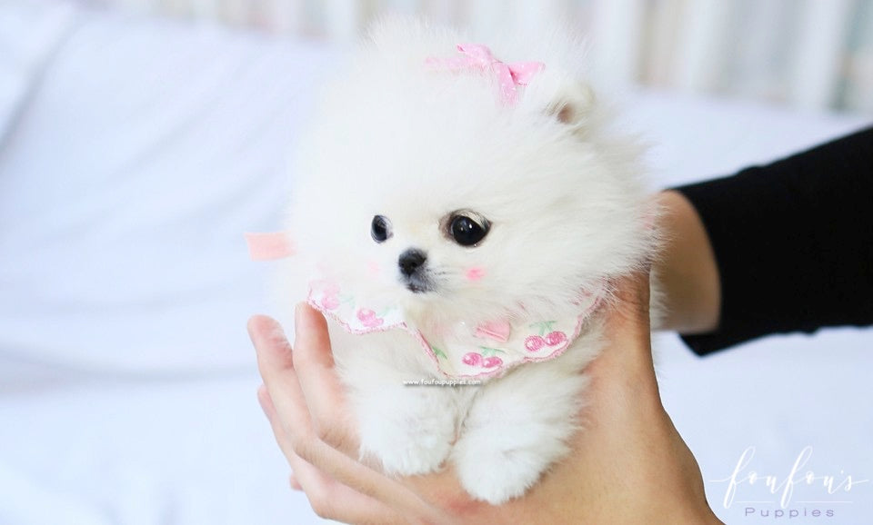 Chadé - Pomeranian F.