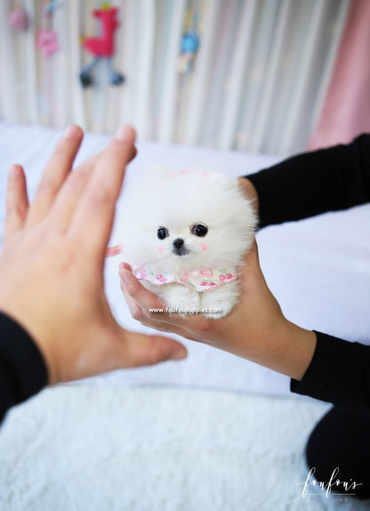 Chadé - Pomeranian F.