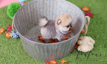Juju - Pomeranian M.