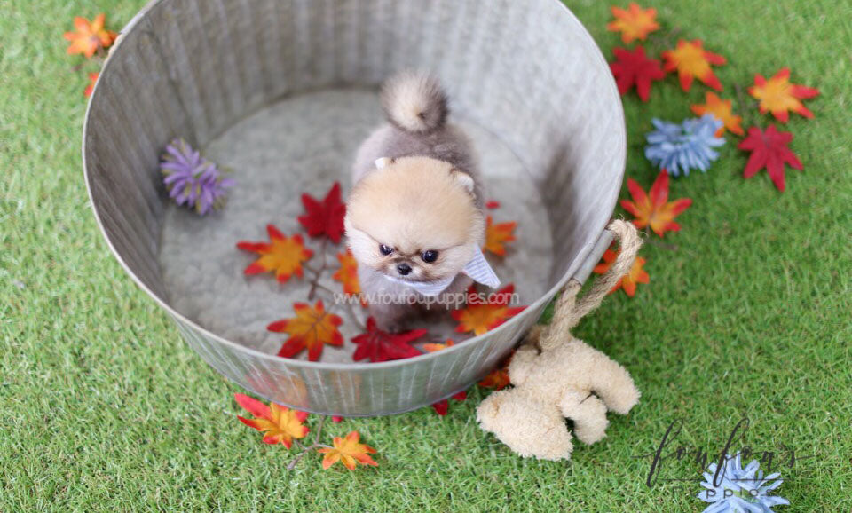 Juju - Pomeranian M.