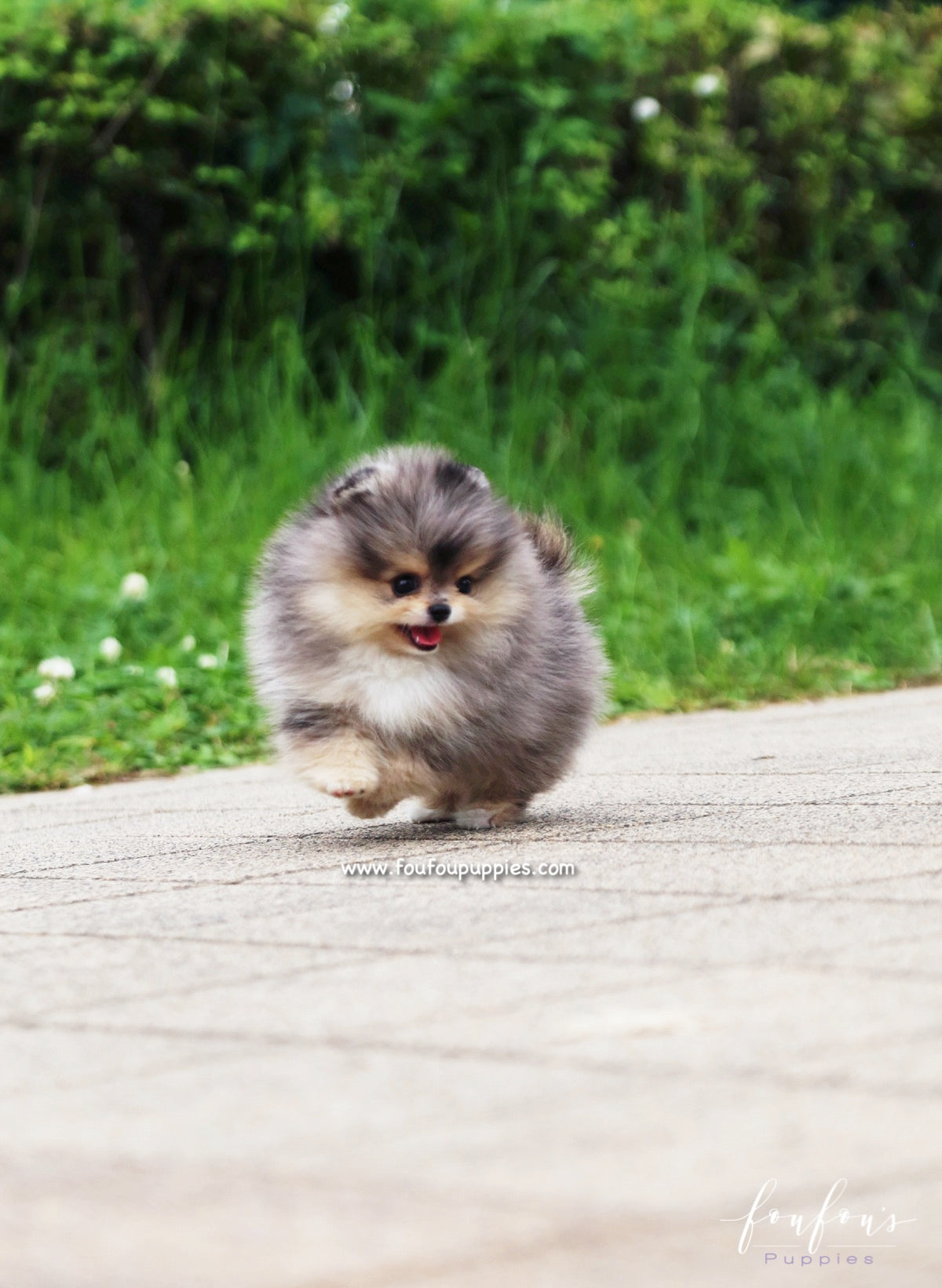 Bambam - Pomeranian M.