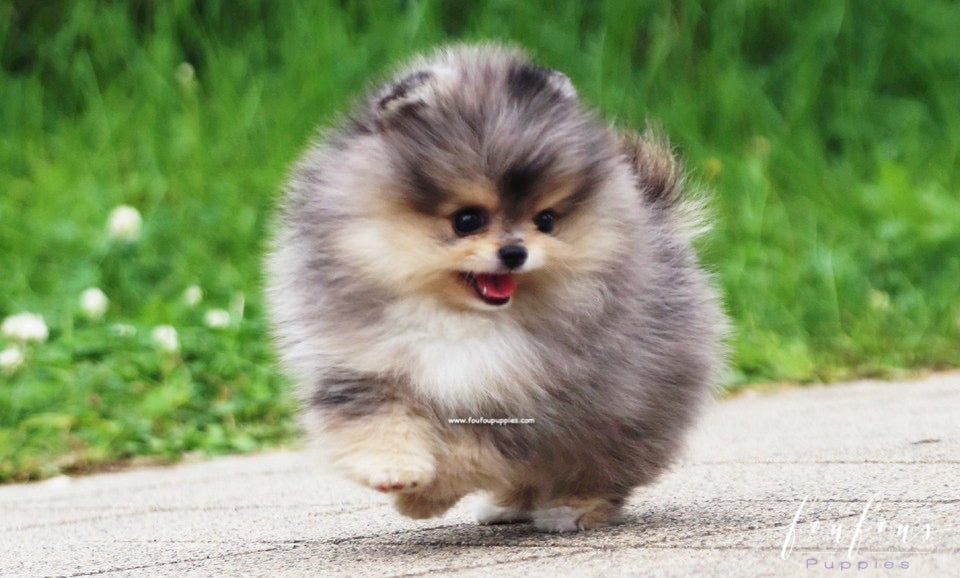 Bambam - Pomeranian M.