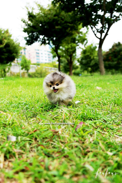 Bambam - Pomeranian M.