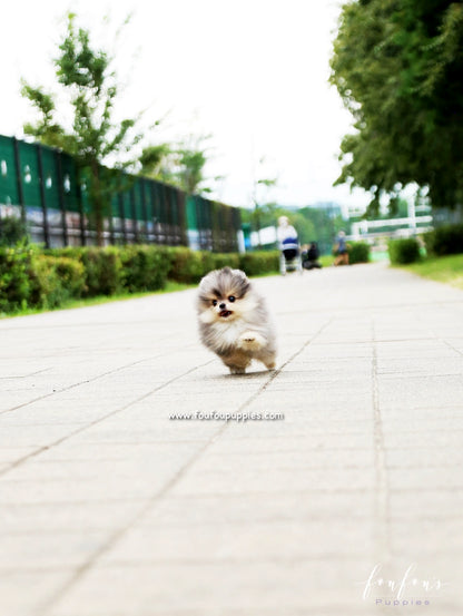 Bambam - Pomeranian M.