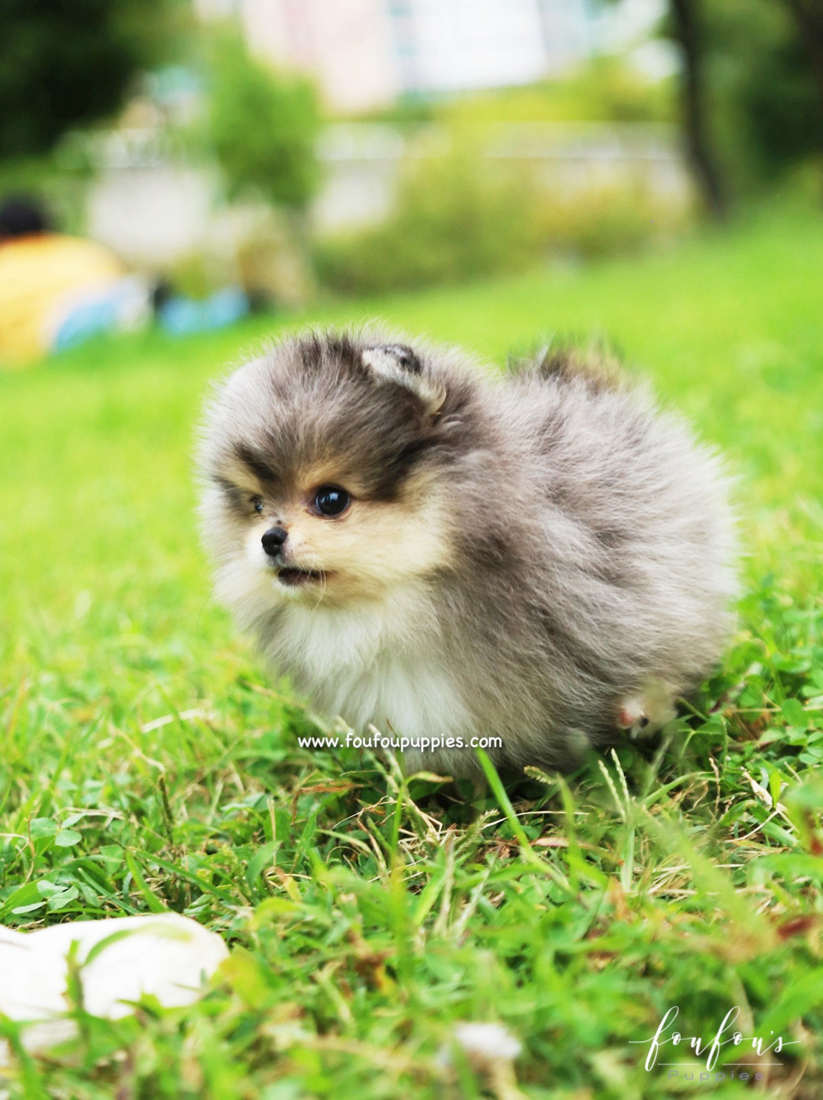 Bambam - Pomeranian M.