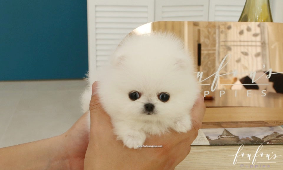 Pinky - Pomeranian F.