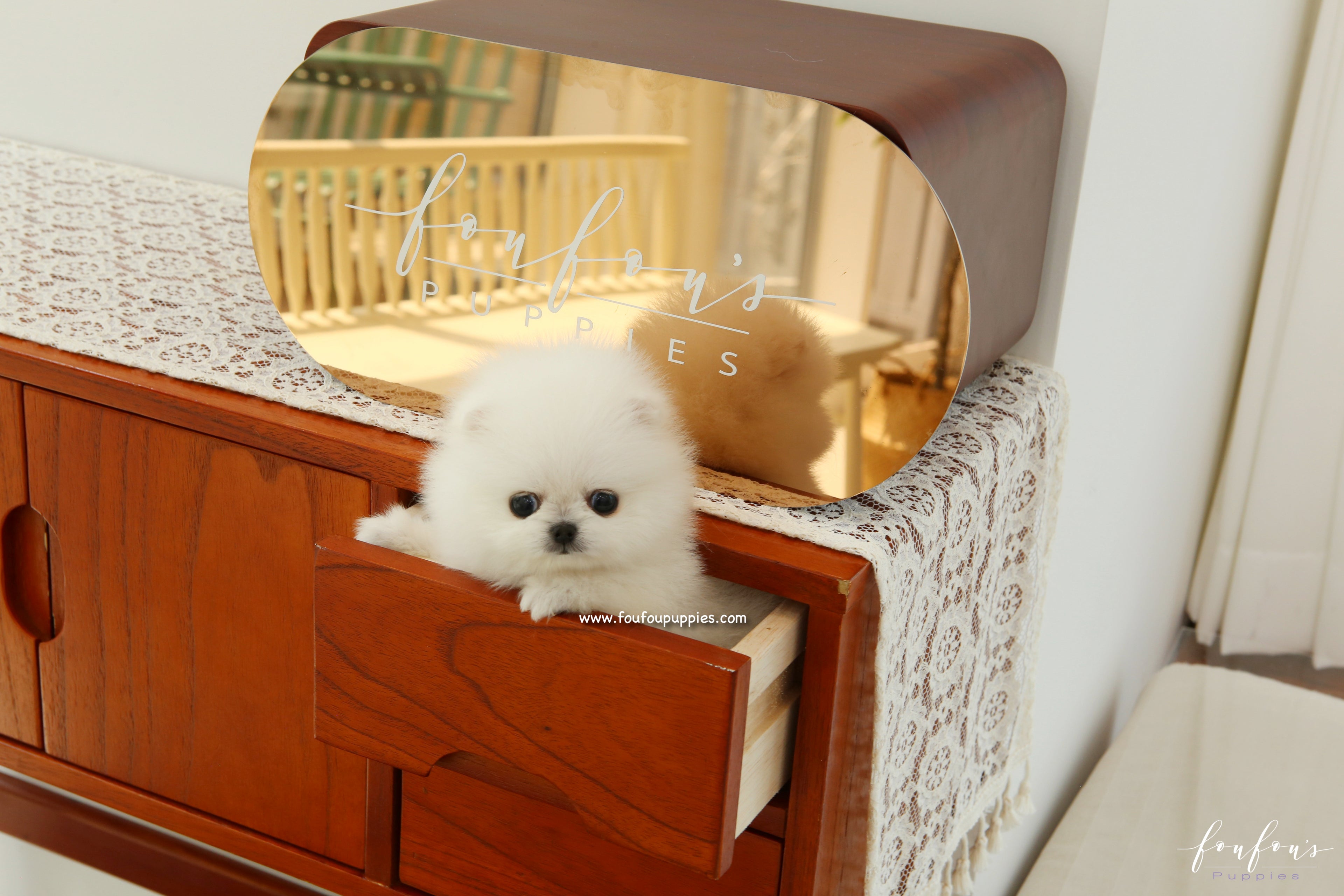 Pinky - Pomeranian F.