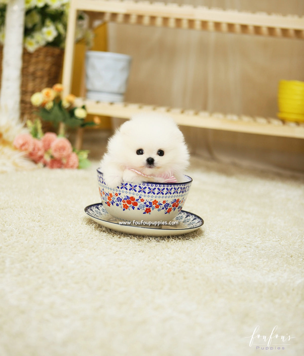 Chanel - Pomeranian F.