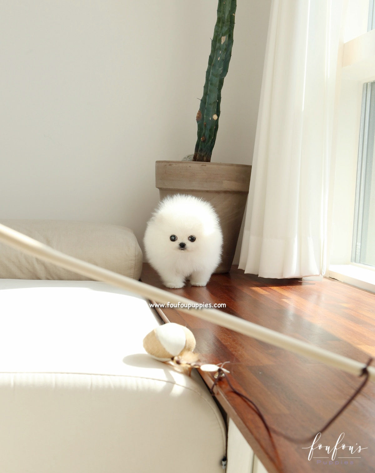 Sugar - Pomeranian F.