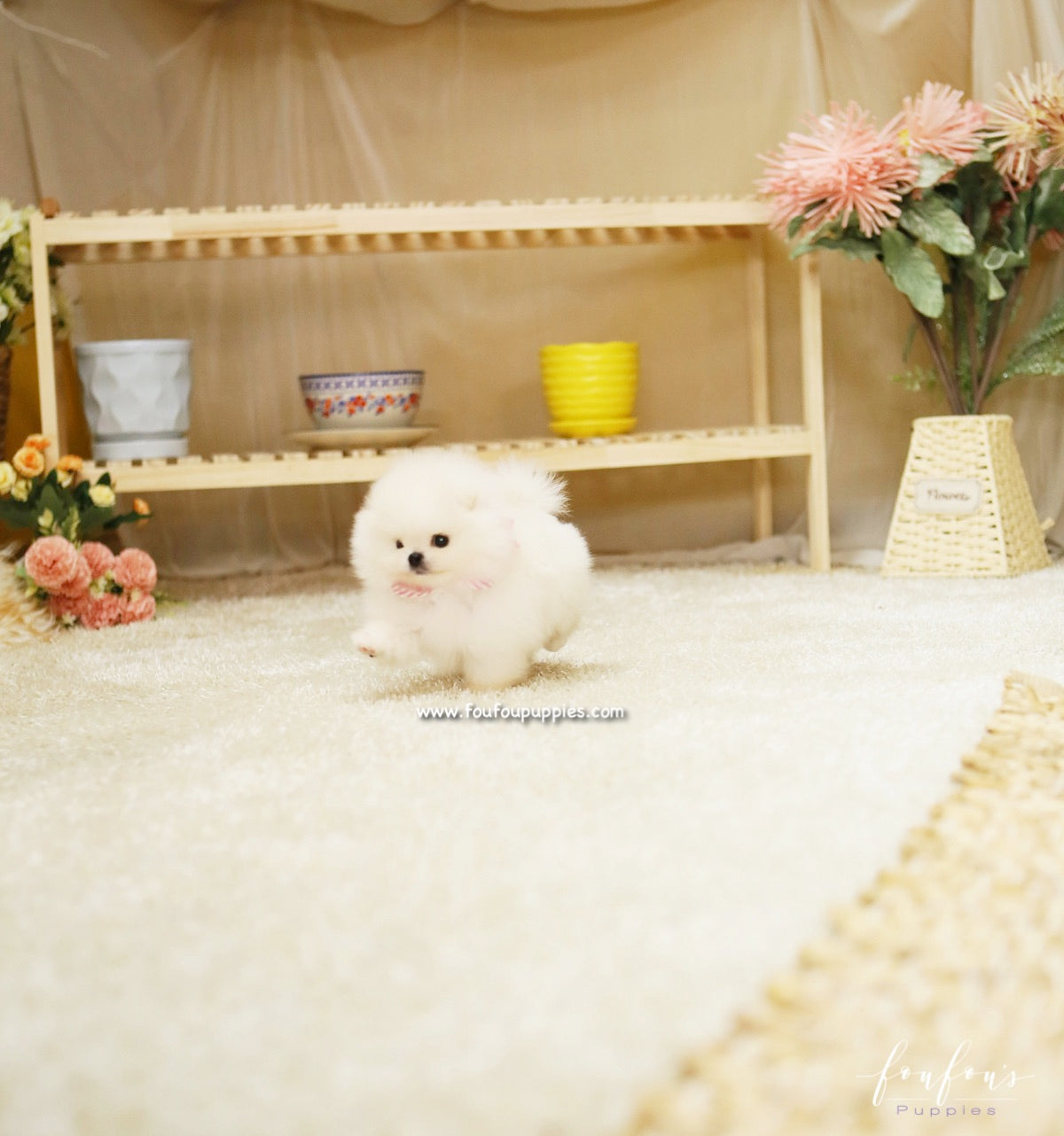 Chanel - Pomeranian F.