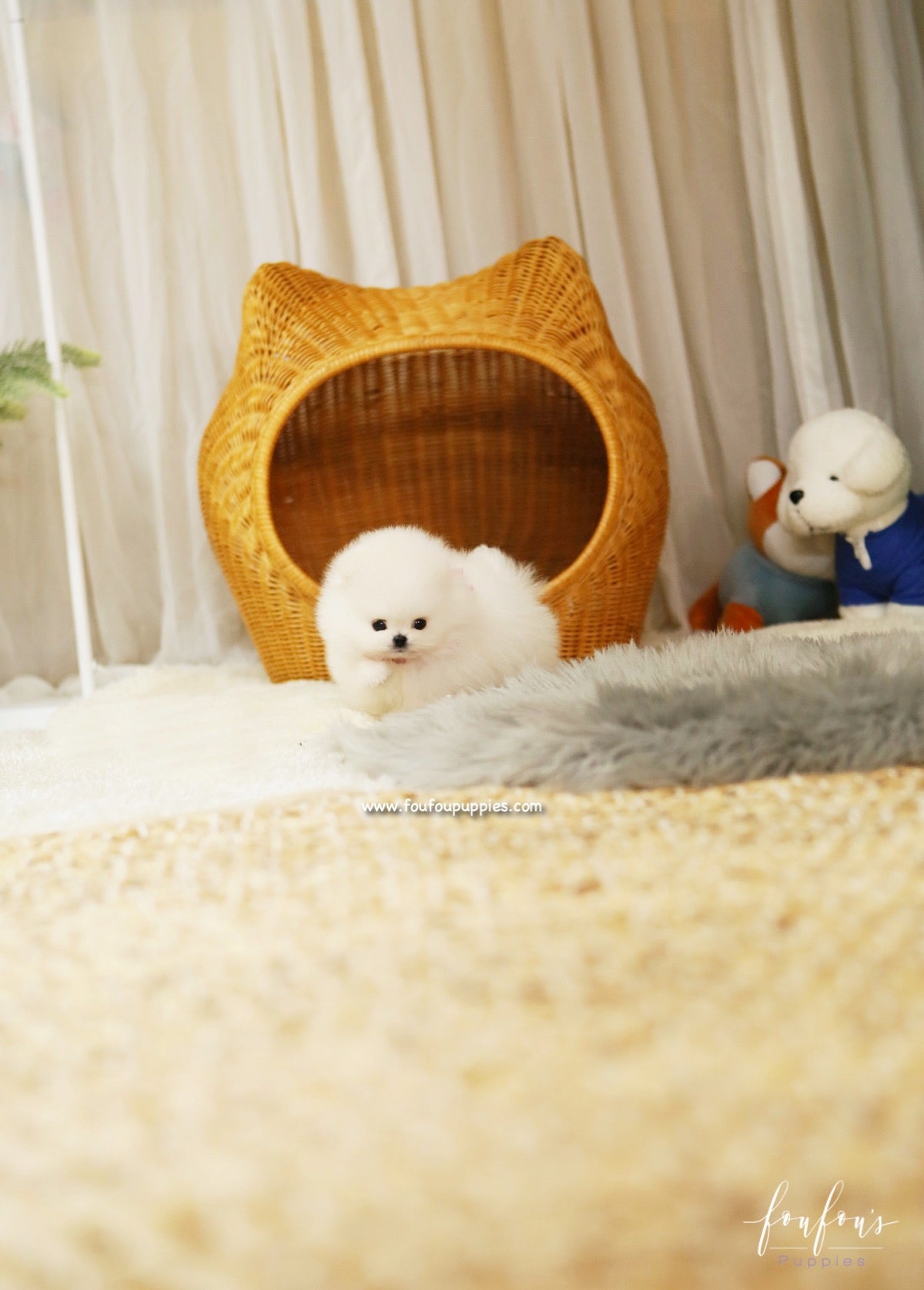 Chanel - Pomeranian F.