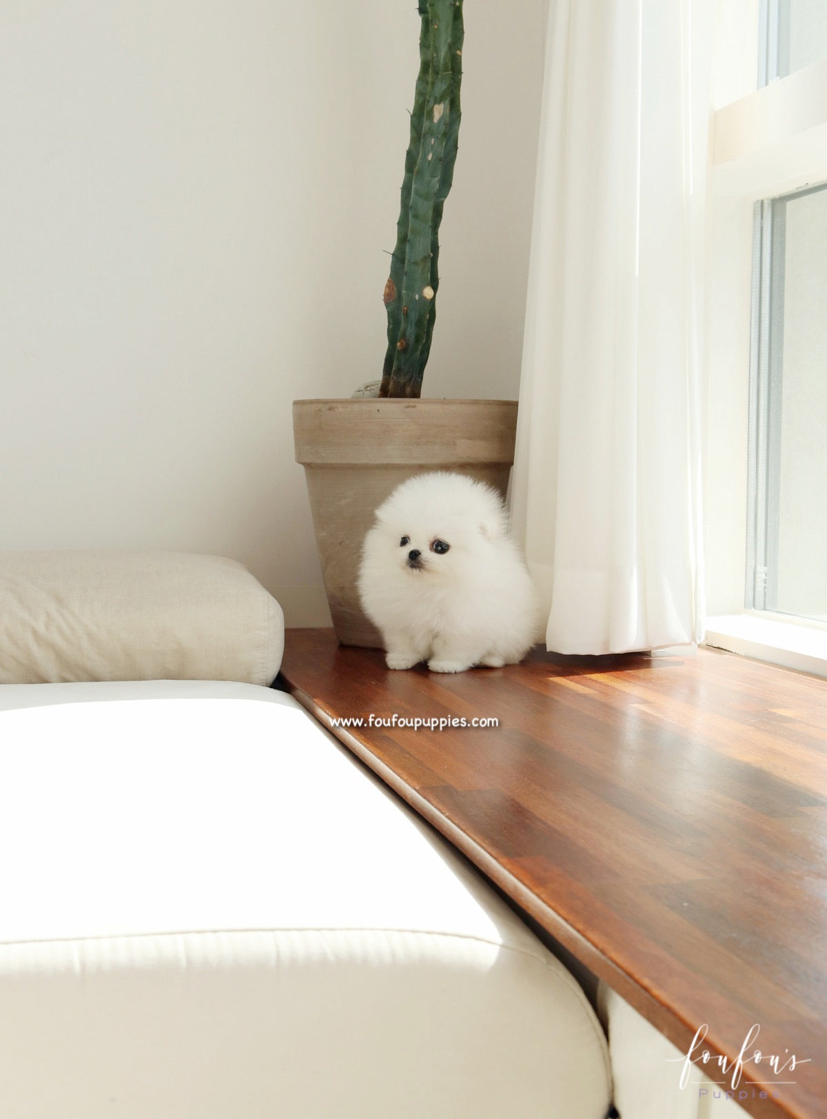 Sugar - Pomeranian F.