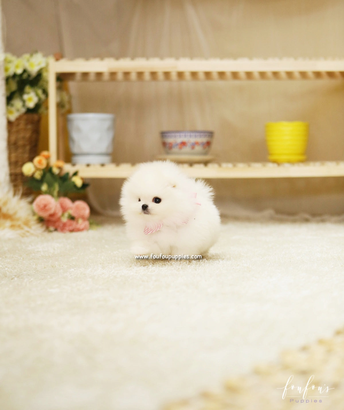 Chanel - Pomeranian F.