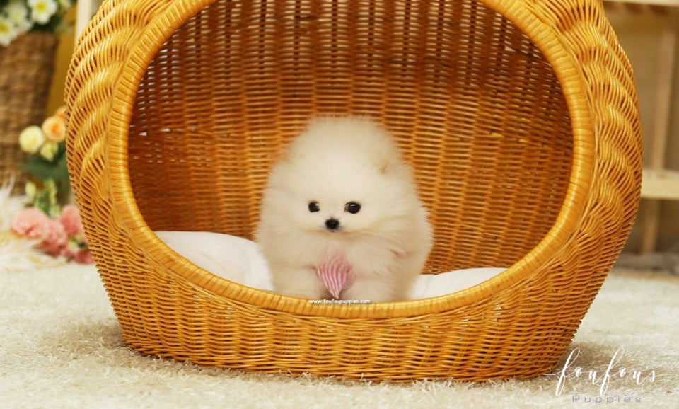 Chanel - Pomeranian F.