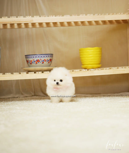 Chanel - Pomeranian F.