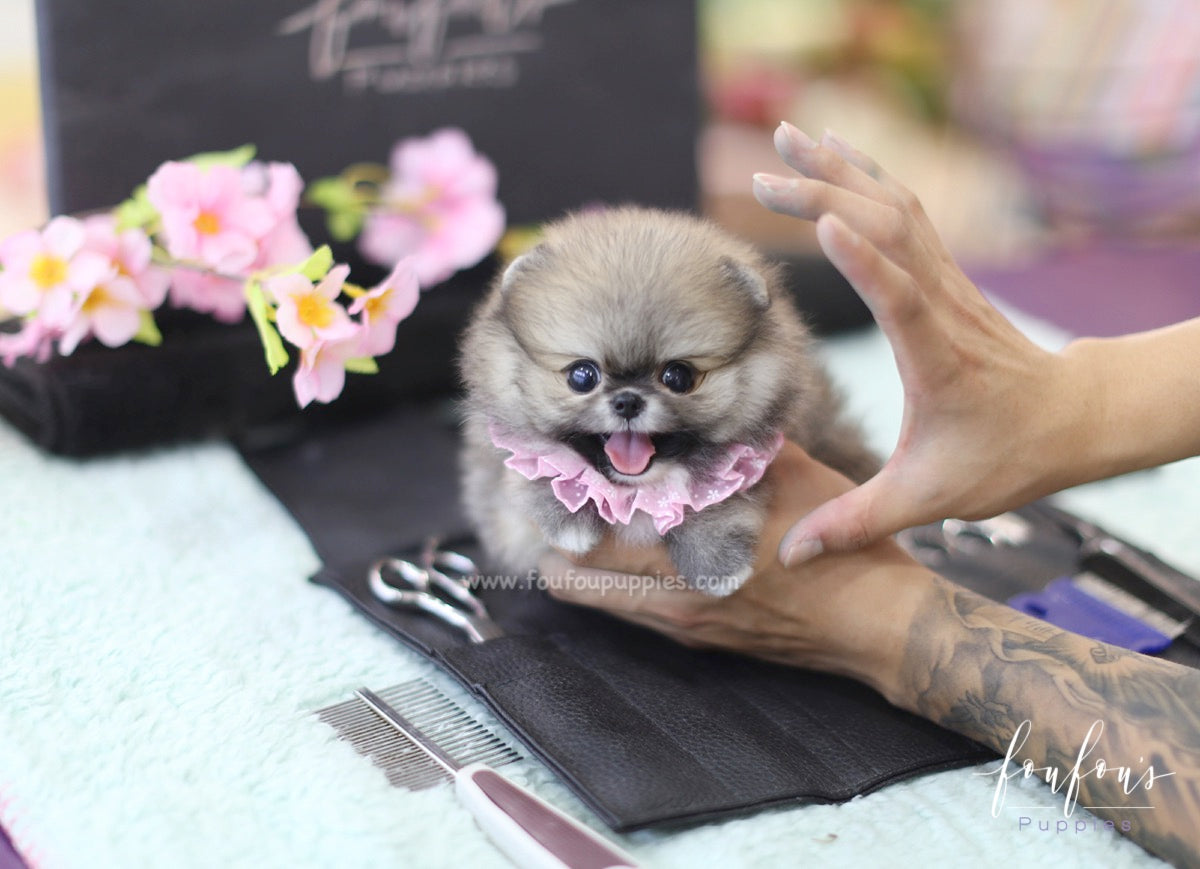 Willow - Pomeranian F.