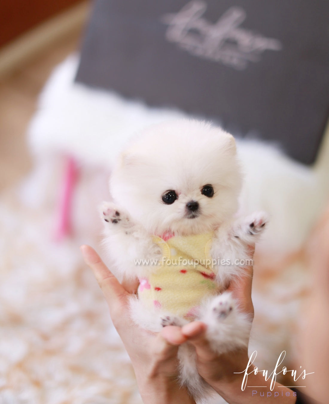 Casper - Pomeranian M.