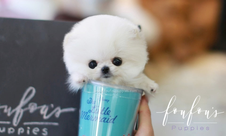 Casper - Pomeranian M.