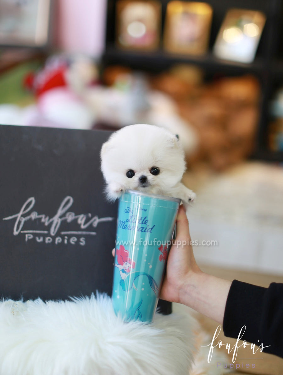 Casper - Pomeranian M.