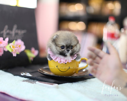 Willow - Pomeranian F.