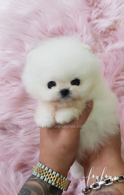 Champ - Pomeranian M. (Champion Bloodline)