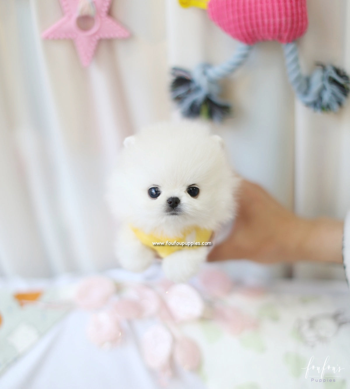 Boo - Pomeranian M.