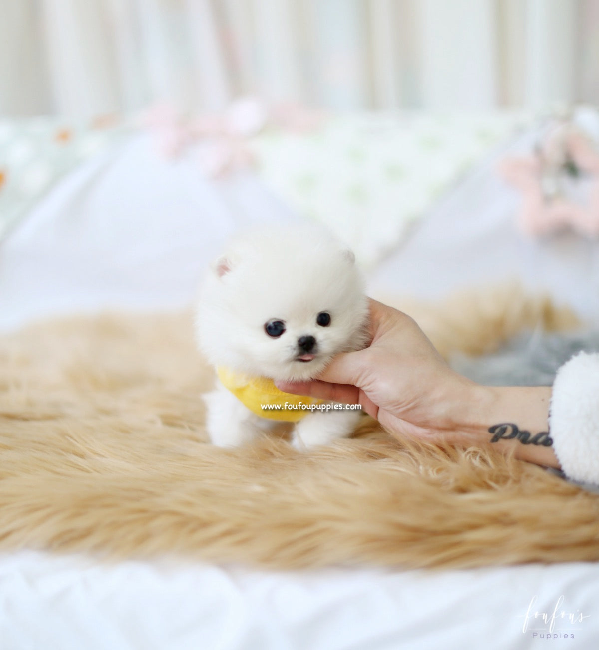 Boo - Pomeranian M.