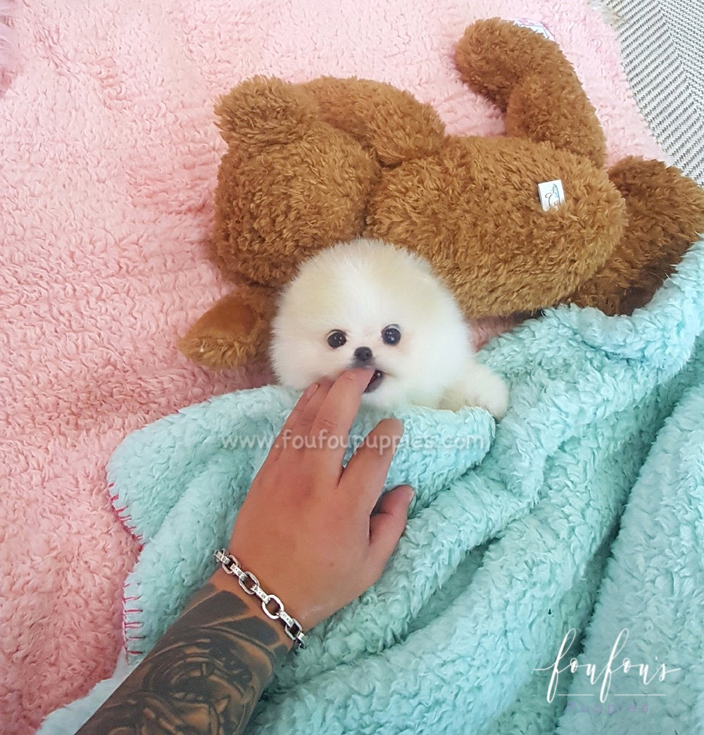 Kenzo - Pomeranian M.