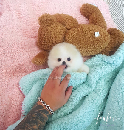 Kenzo - Pomeranian M.