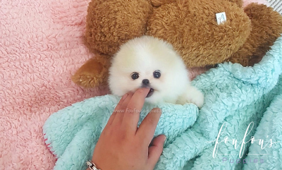 Kenzo - Pomeranian M.