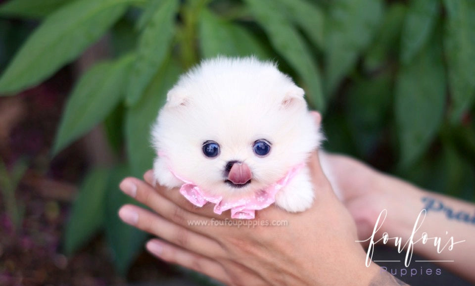 Cindy - Pomeranian F.