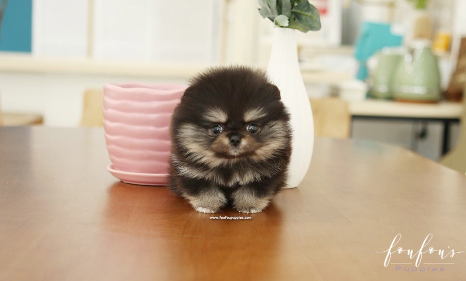 Cookie - Pomeranian F.