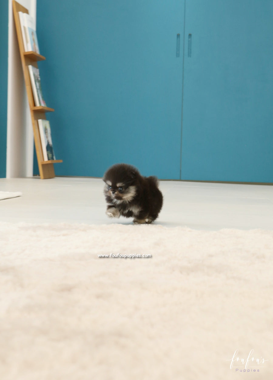 Cookie - Pomeranian F.