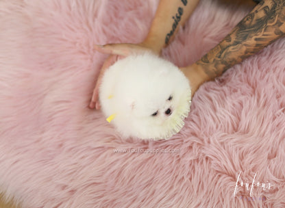 Cotton Candy - Pomeranian M.