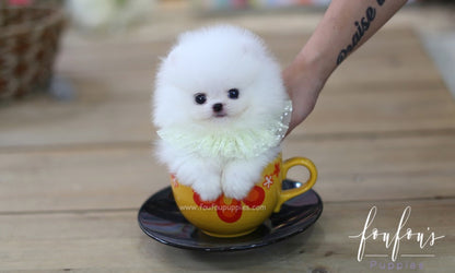 Cotton Candy - Pomeranian M.