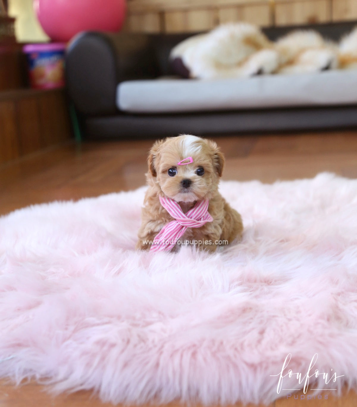 Meeka - Maltipoo F.