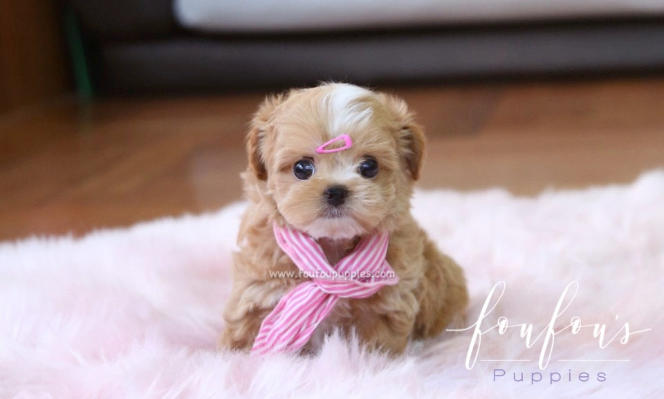 Meeka - Maltipoo F.