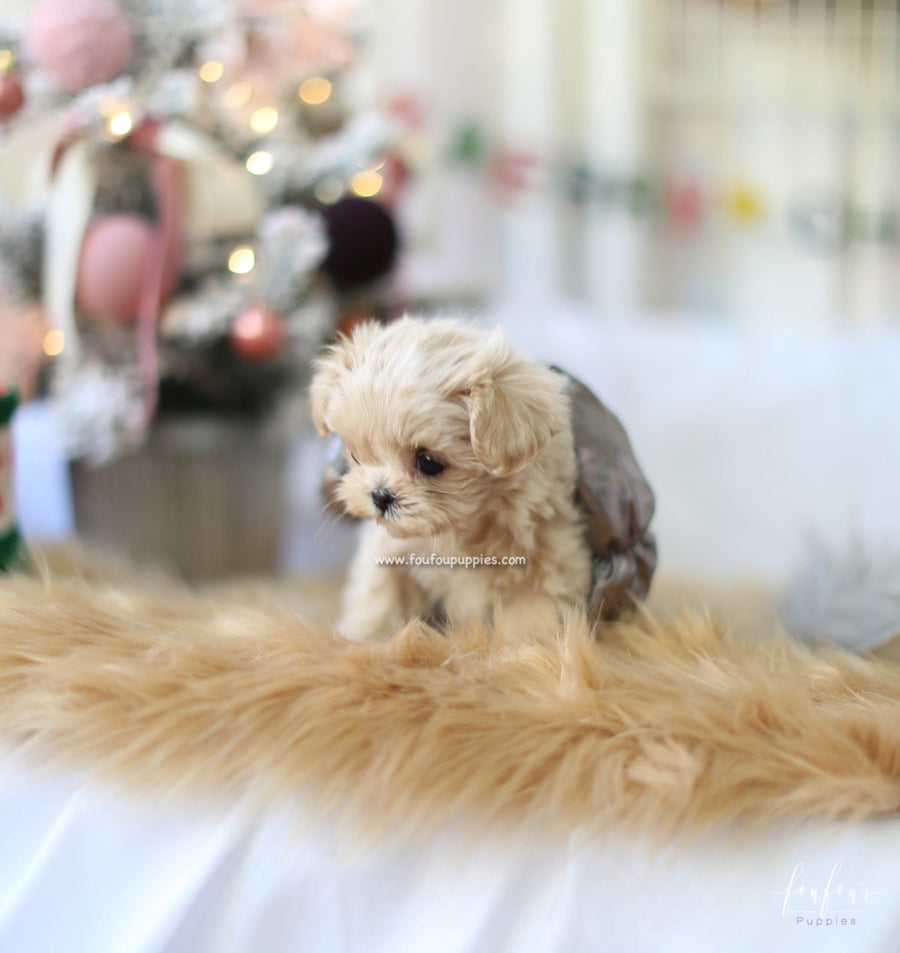 Simba - Maltipoo M.