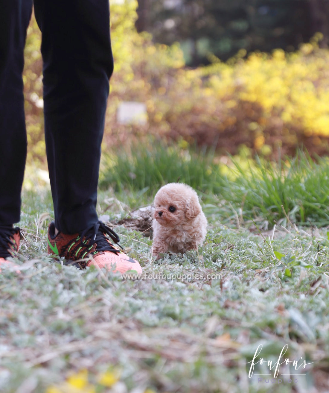 Shirley - Poodle F.